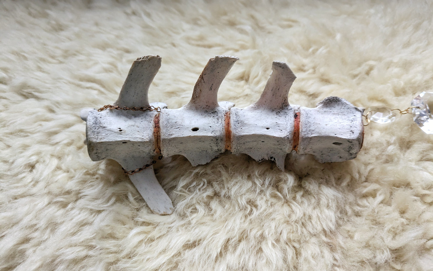 Mummified Deer Spine Sun Catcher