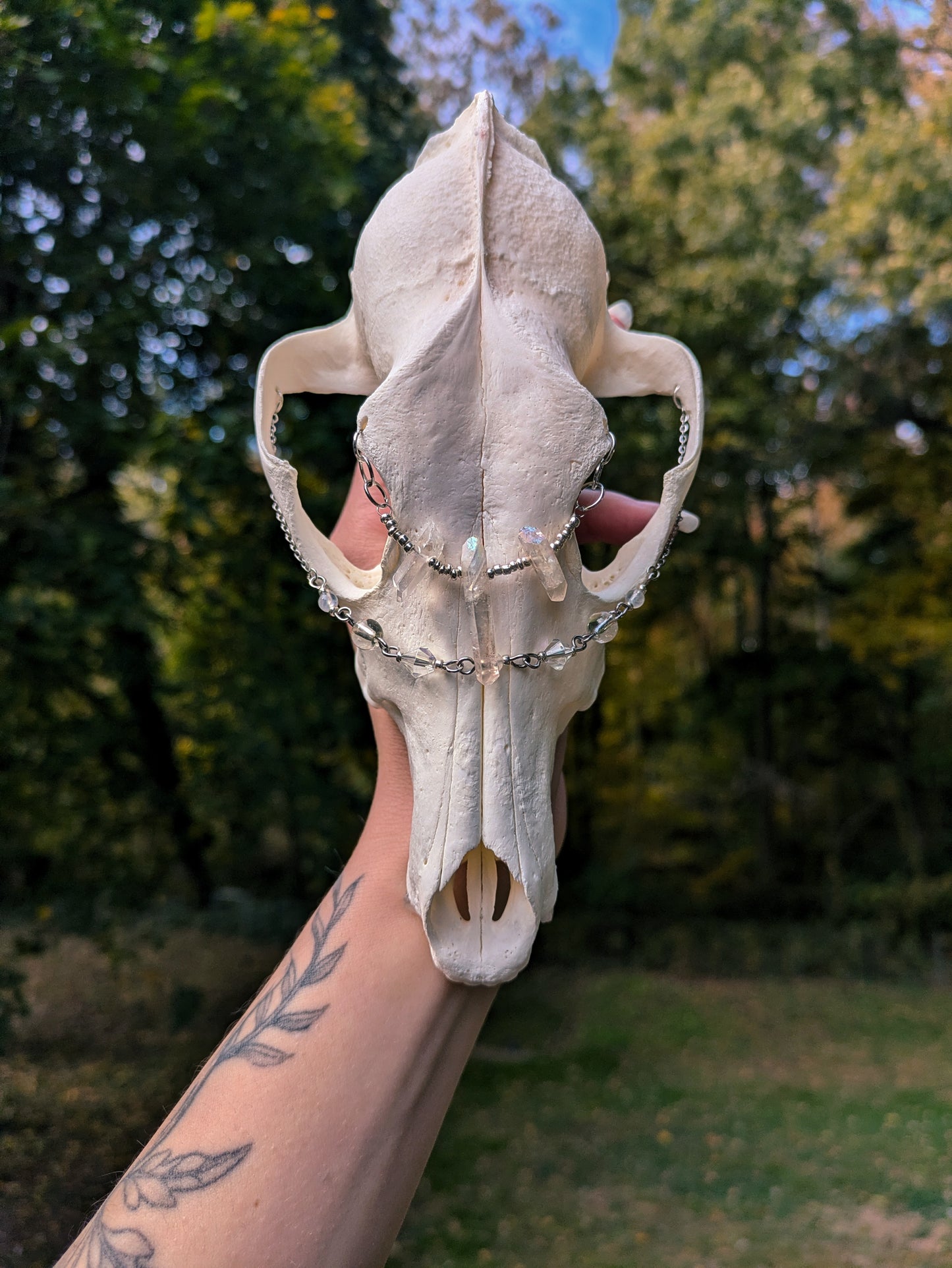 Crystal Coyote Skull