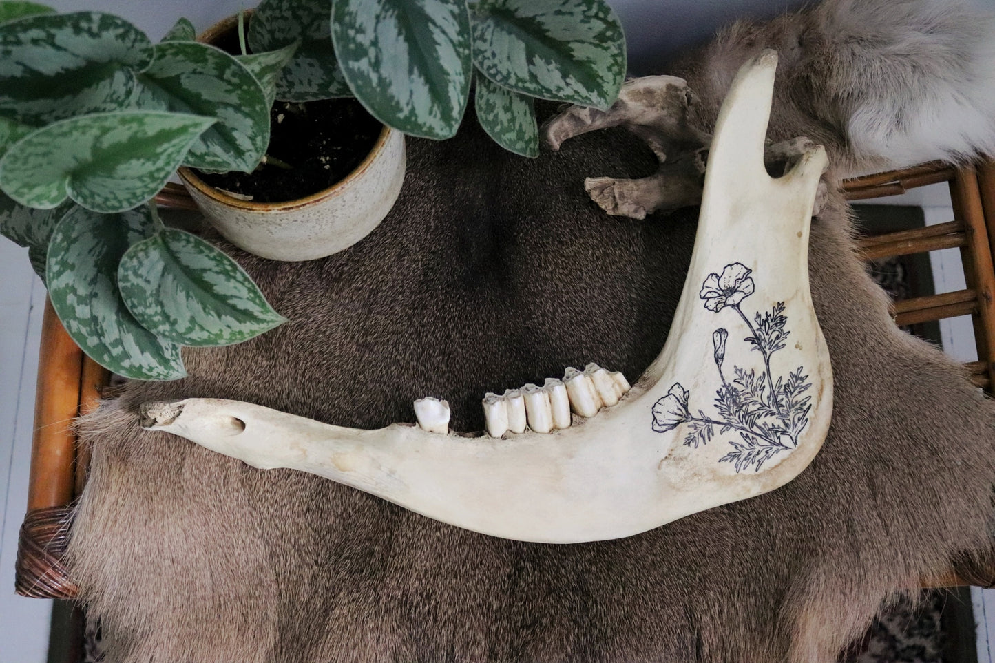 Poppy Flowers Painting on Cow Jawbone
