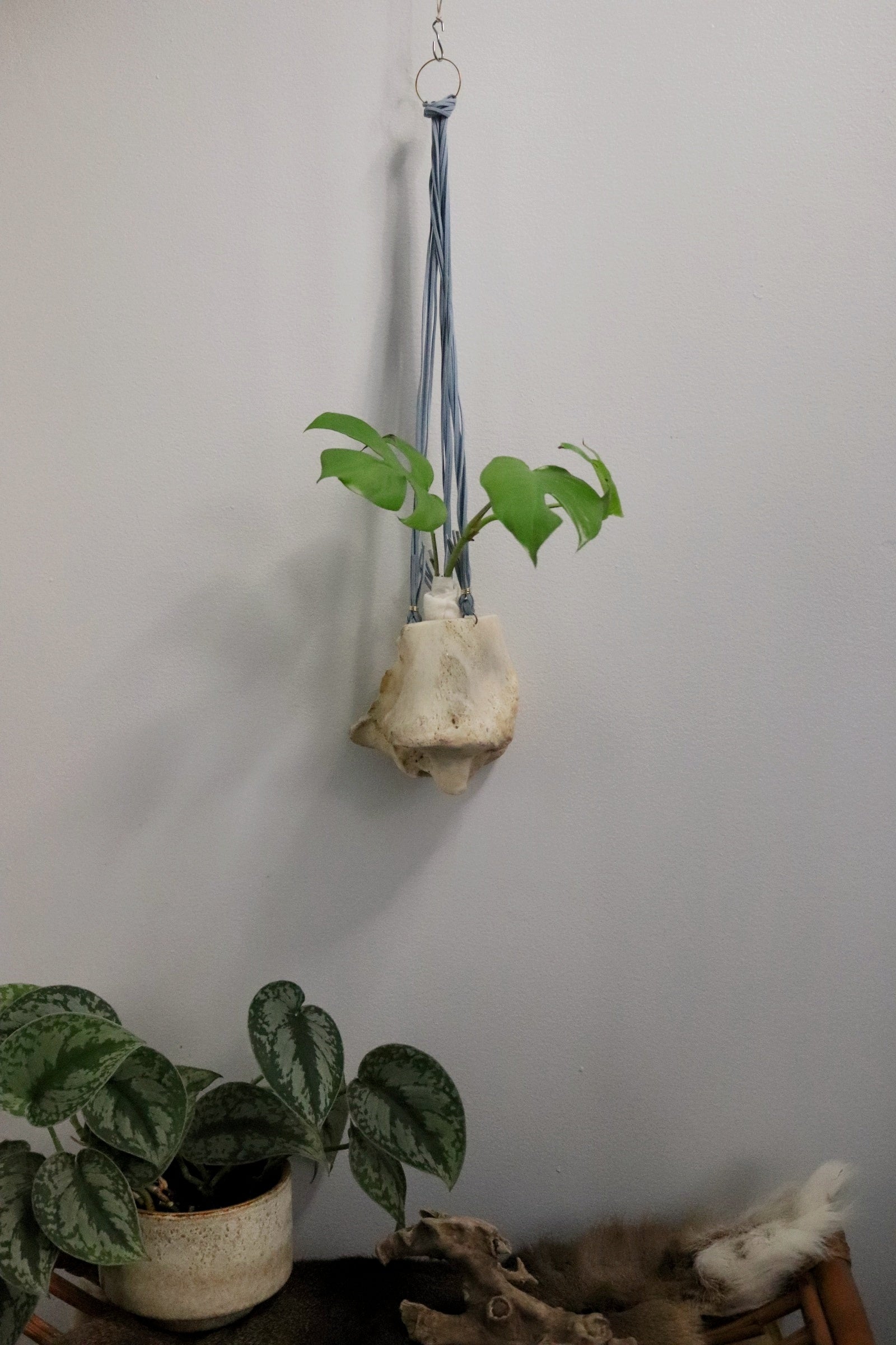 hanger planter Leg Bone Planter Sued and Metal Hanger – Professional Boner