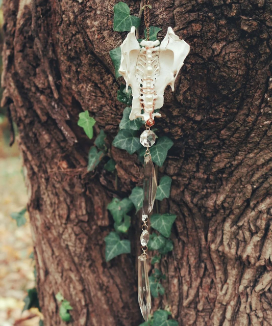 Chicken Pelvis Sun Catcher