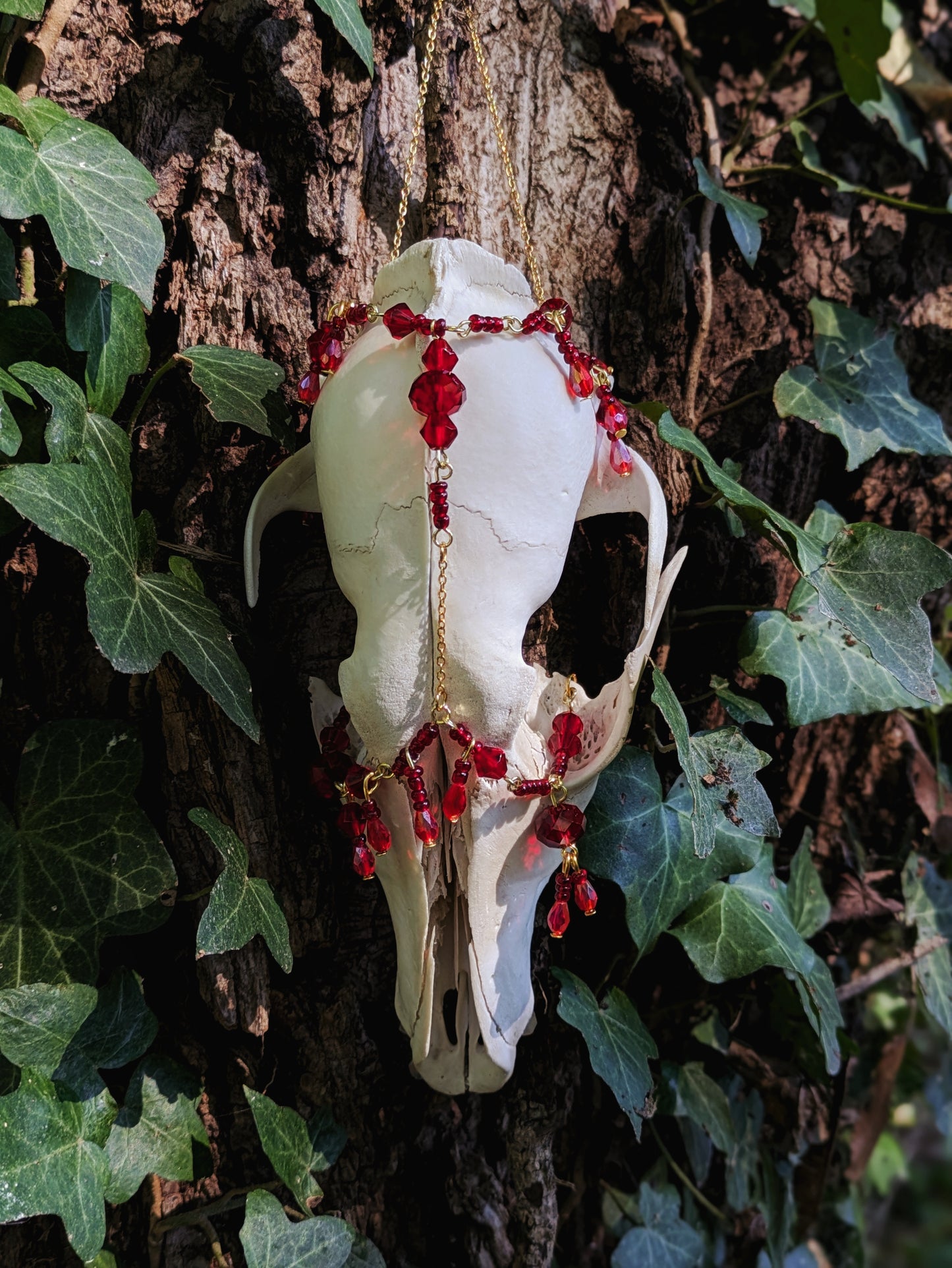 "Bleeding Heart" Coyote Skull