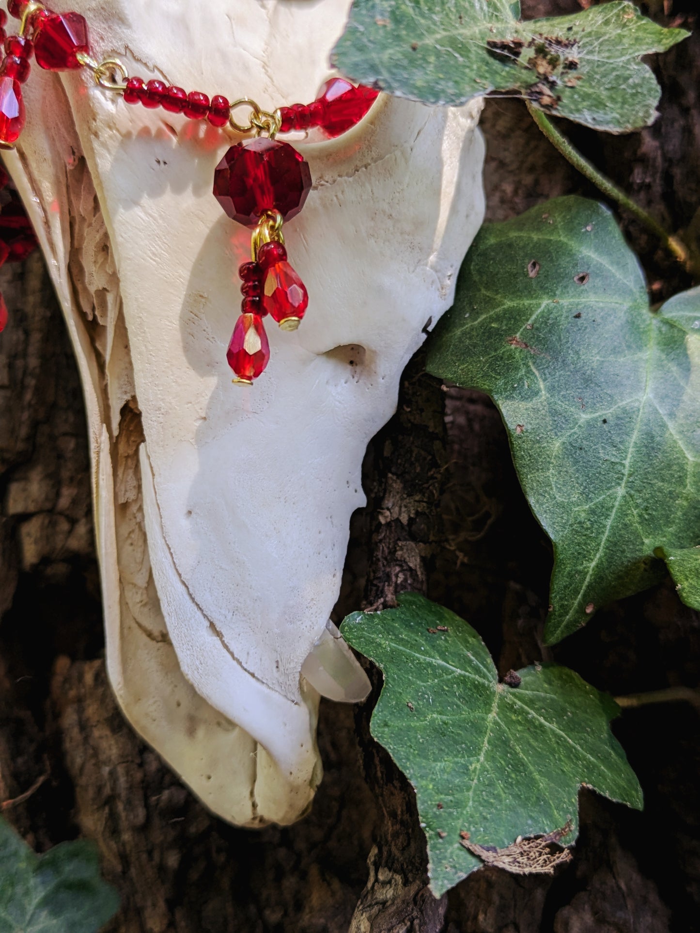 "Bleeding Heart" Coyote Skull