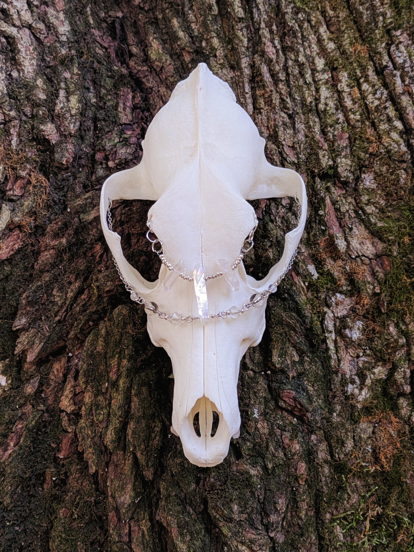 Crystal Coyote Skull