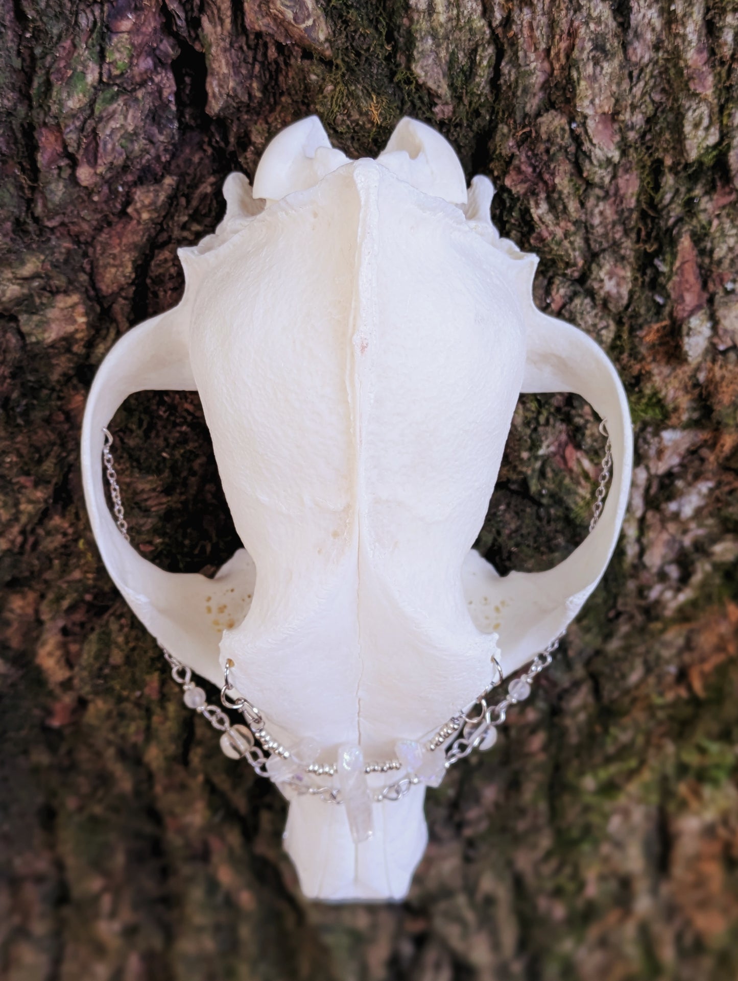 Crystal Coyote Skull