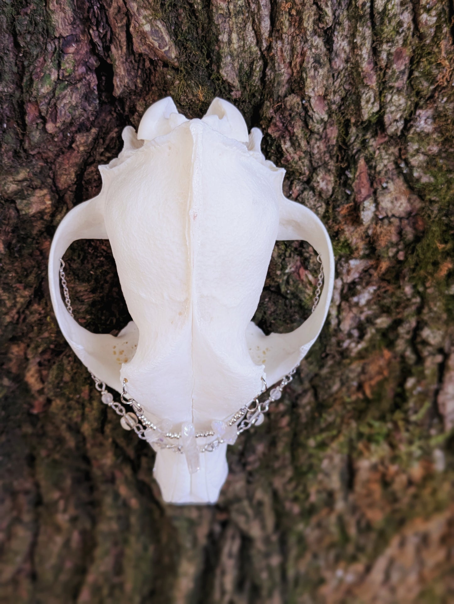 Crystal Coyote Skull
