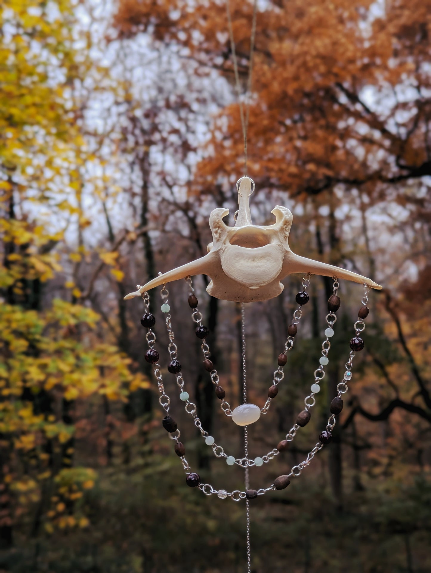 Deer Vertebra Sun Catcher