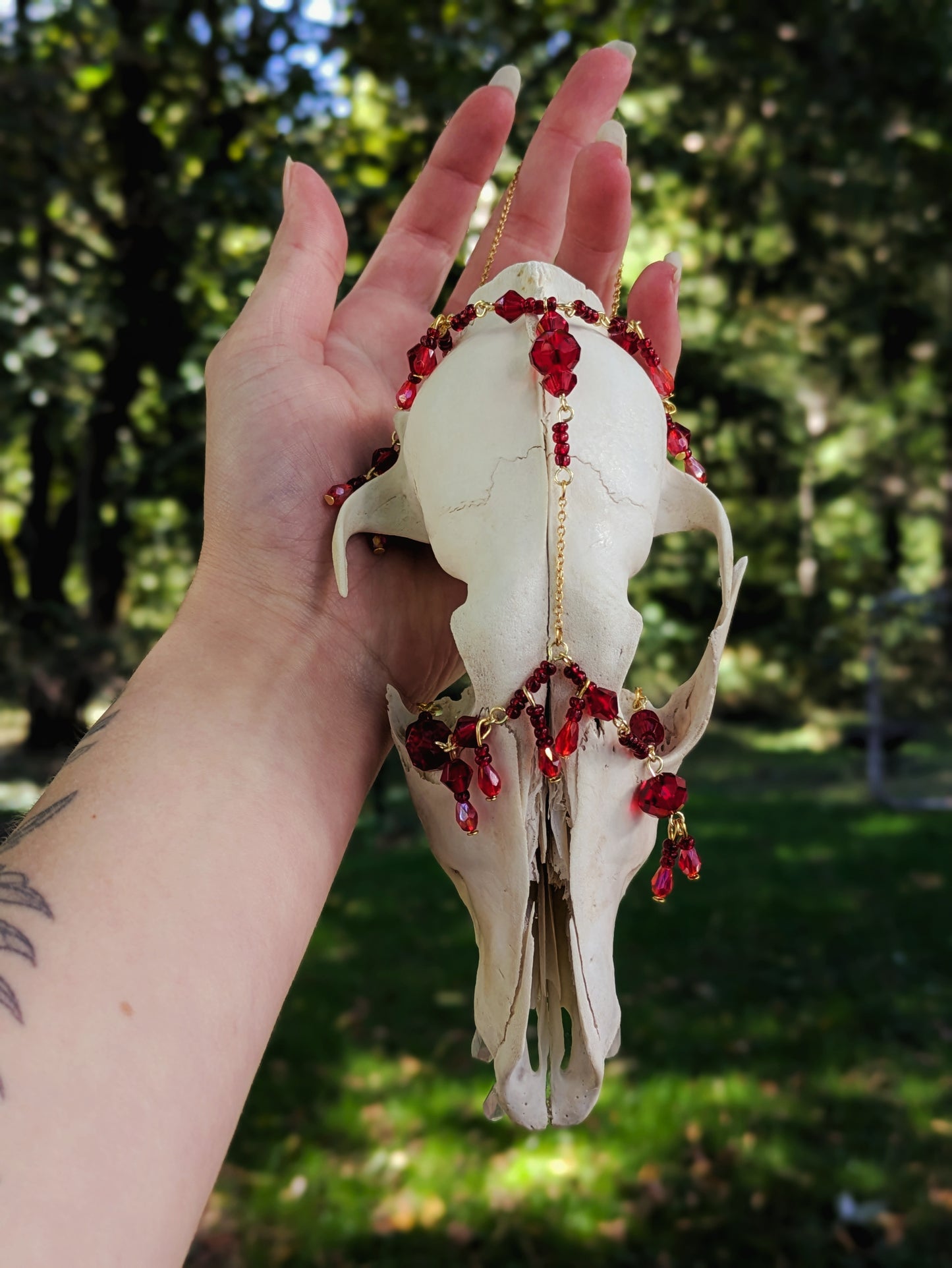 "Bleeding Heart" Coyote Skull