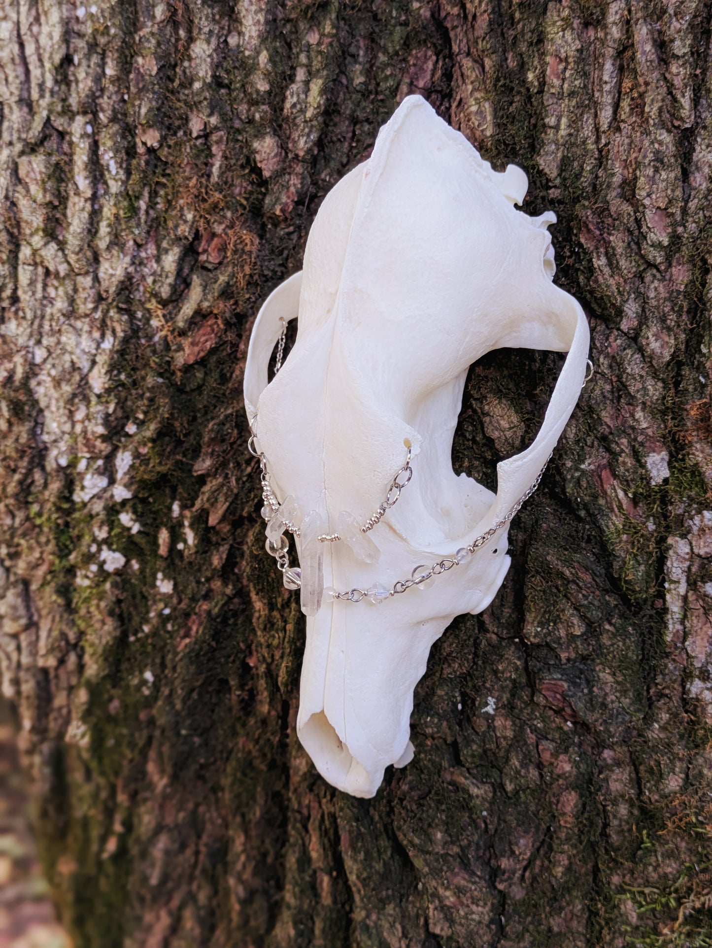 Crystal Coyote Skull