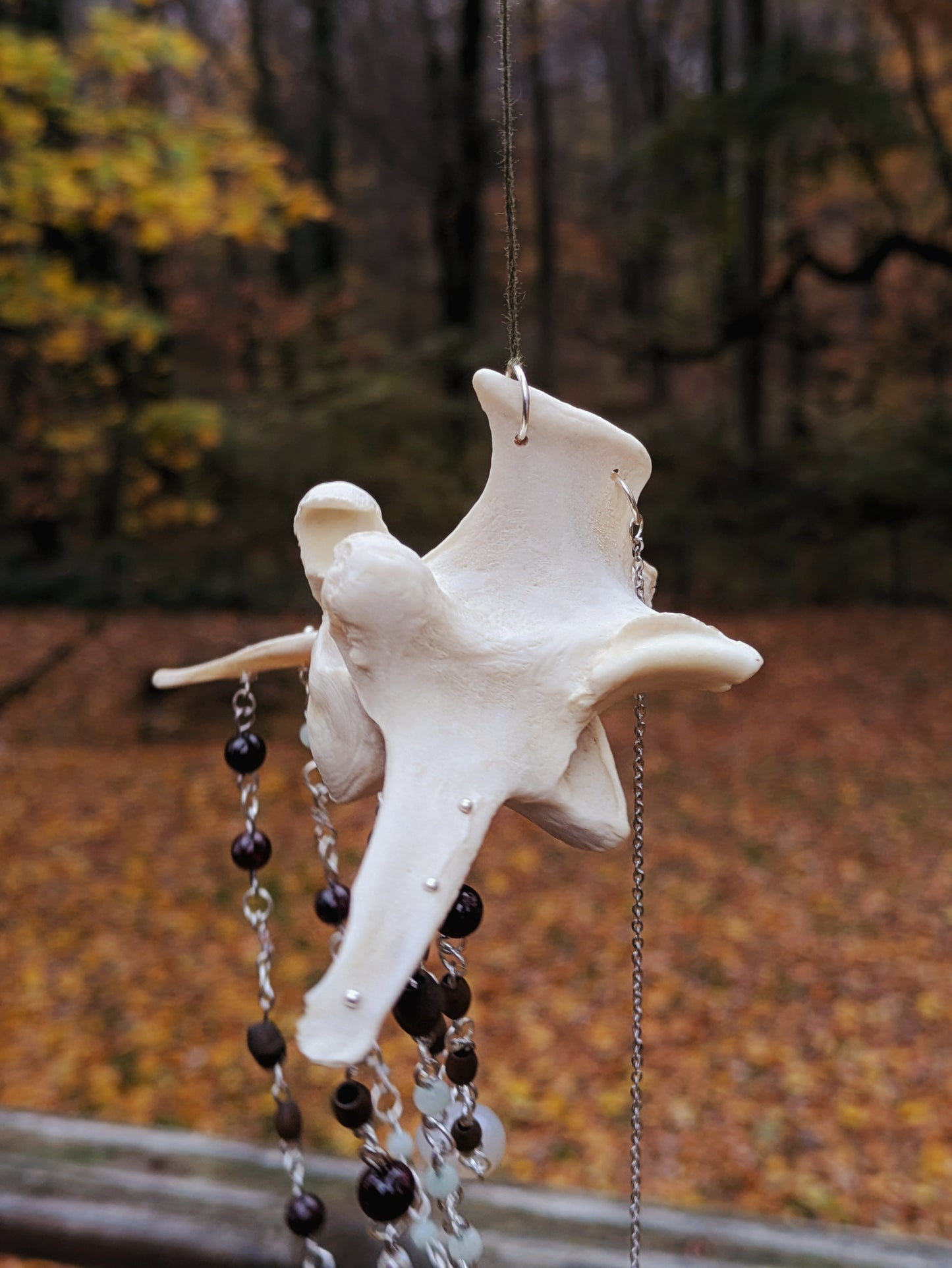 Deer Vertebra Sun Catcher