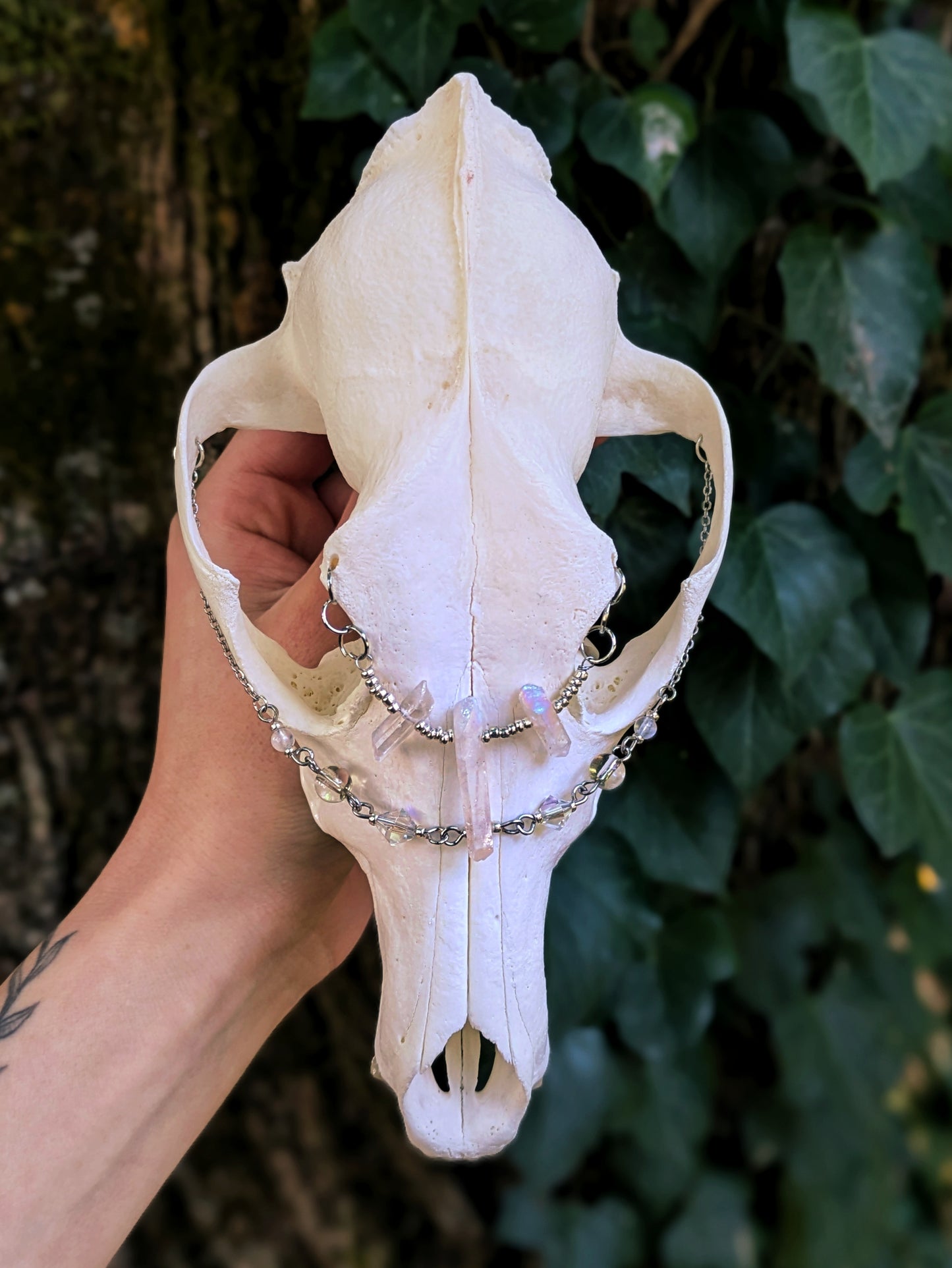Crystal Coyote Skull
